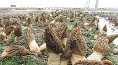臘肉烘幹機的加工原料